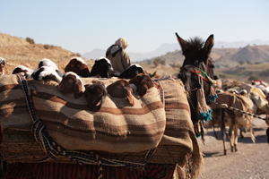 Zagros Iran