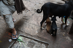 Varanasi India